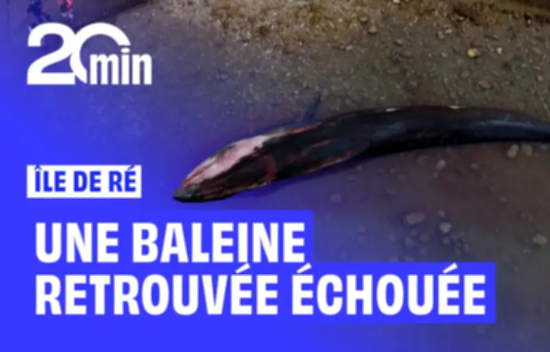 Une baleine de 10 mètres s'échoue et meurt sur l'île de Ré