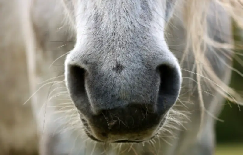 Une cavalière de 25 ans décède après avoir été écrasée par son cheval