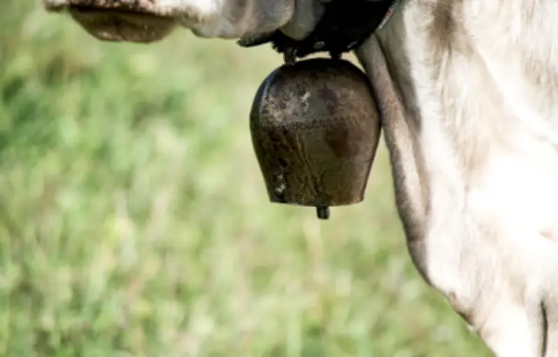 Une vache donne naissance à des jumeaux de races différentes en Moselle