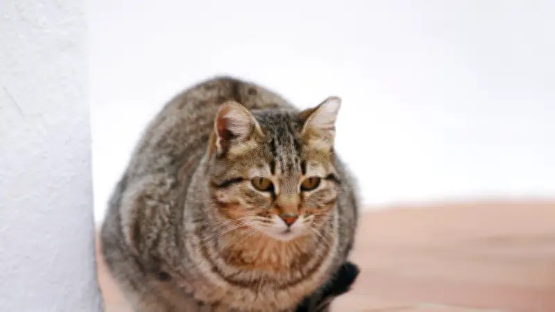 Vacances : que faire de son animal ? Racontez vos solutions