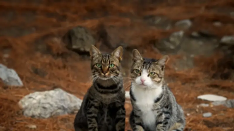 Var : locataire démembre et brûle deux chats, interné pour irresponsabilité
