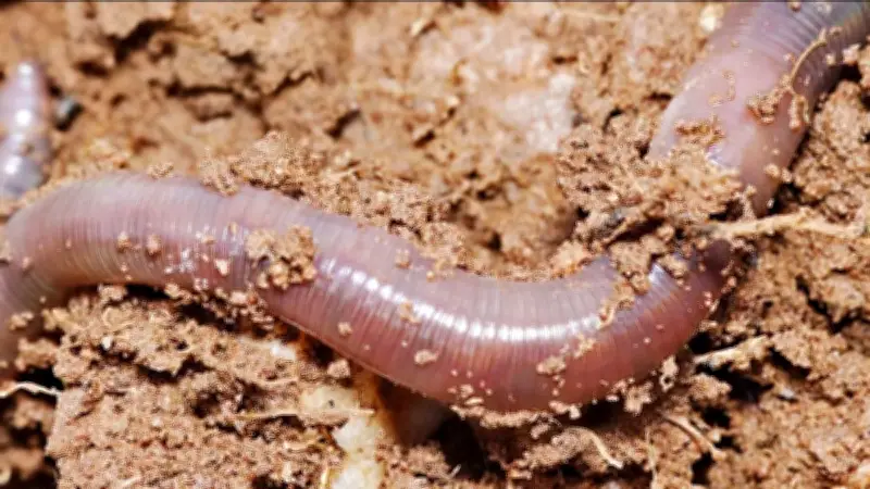 Vers de terre : menacés par les vers plats exotiques ou en déclin ?