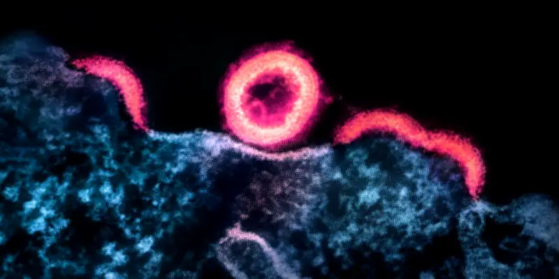 VIH : découverte de nouvelles cellules réservoirs où le virus se cache