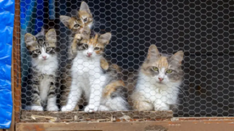 Vol de chats au Vietnam : 480 félins saisis, 9 arrestations