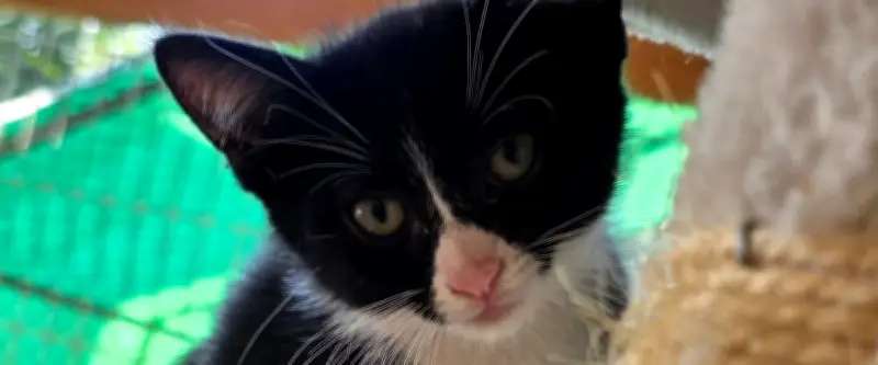 Vol de deux chatons à Sète : l'association dénonce un acte de maltraitance