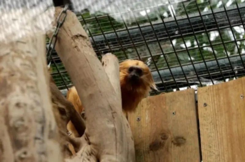 Zlatka, tamarin lion doré volé à Beauval en 2015, de retour en France