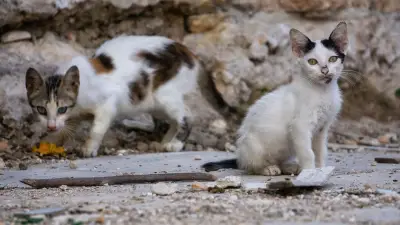 340 cadavres de chats découverts chez une femme à Carcassonne