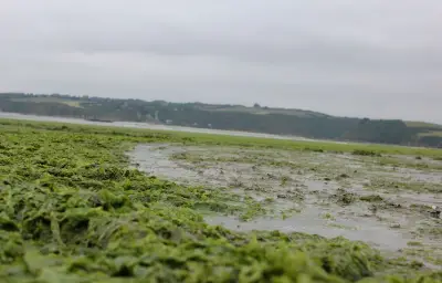 Algues vertes en Bretagne : l'État condamné pour inaction écologique
