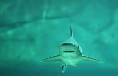 Australie : deuxième attaque mortelle de requin en trois semaines
