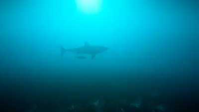 Australie : un plongeur meurt après une attaque de requin de 4,5 mètres