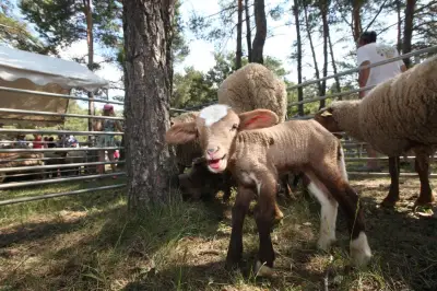 Bargème : fête de la transhumance, hommage au pastoralisme local