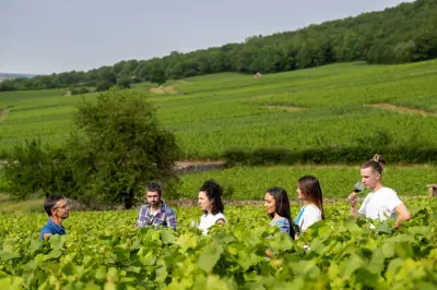 Bourgogne Aligoté : le blanc idéal pour l'été à découvrir