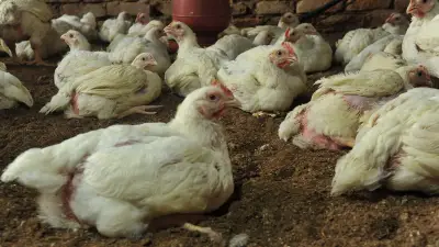Canicule : 8 500 poulets meurent étouffés dans le Pas-de-Calais