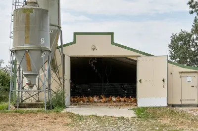 Canicule : les stratégies des éleveurs pour rafraîchir poules, cochons et vaches