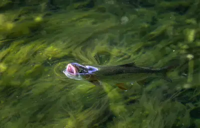 Canicules aquatiques : poissons en danger, respiration menacée