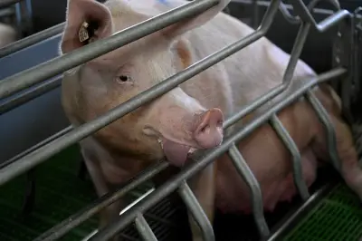 Canicules : la mort silencieuse des animaux d'élevage