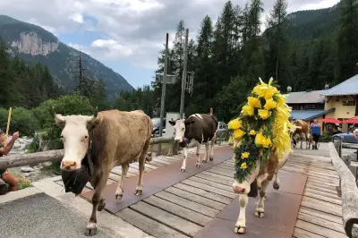 Casterino célèbre bûcheronnage et transhumance ce samedi