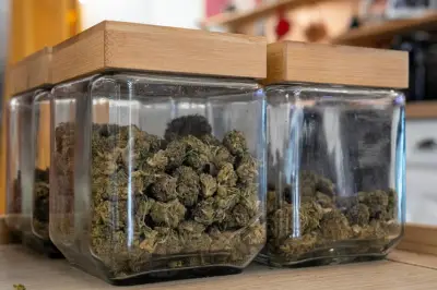 CBD ou cannabis ? À Toulon, le tribunal ordonne des analyses pour trancher