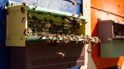 Chien tué par des abeilles : 34 ruches installées près de son jardin à Vinay