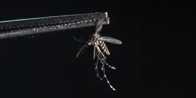 Chikungunya : la Guyane française se prépare à éviter un scénario réunionnais