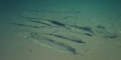 Découverte d'une mystérieuse nécropole de baleines dans l'océan Indien