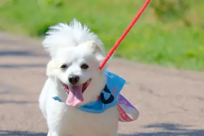 Décès suspects de chiens à Hyères : la Dog parade reportée par précaution