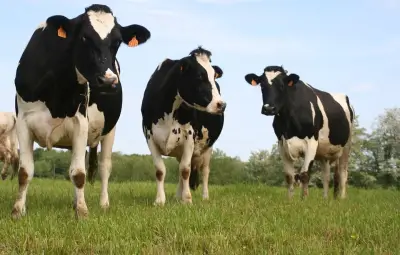 Des vaches s'invitent dans un hôpital allemand et montent au deuxième étage