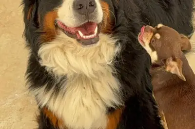 Drame à Utelle : leur chien égorgé dans le jardin, la famille sous le choc