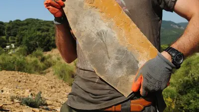 Fossile de Ginkgo vieux de 297 millions d'années découvert à Soumont