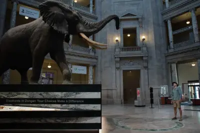 « Ghost Elephants » : Werner Herzog plonge dans l'Angola mystérieux