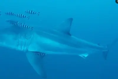 Grand requin blanc en Méditerranée : un biologiste rassure les baigneurs