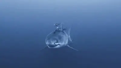 Grand requin blanc filmé pour la première fois en Méditerranée