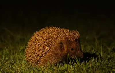 Hérisson d'Europe : un voisin nocturne méconnu et discret