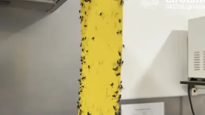 Invasion de mouches à Hostalric : commerces fermés et cellule de crise