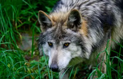 Jeunes Agriculteurs de Haute-Savoie portent plainte contre l'État pour réintroduction d'une louve