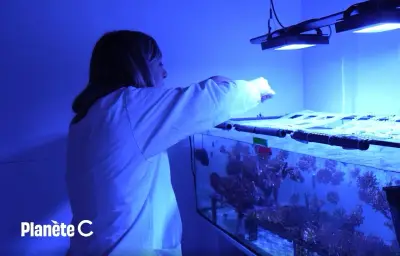 Journée mondiale de l'océan : protéger poissons et coraux de la crème solaire