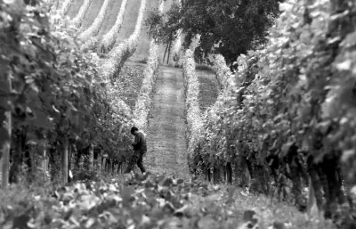 Le vin pur de Ludovic Masse : Vigne de partage