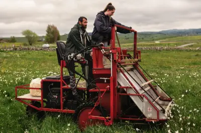 Les narcisses sauvages, fine fleur de l'Aubrac : chaque année, je pose des congés pour la récolte