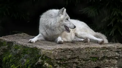 Éleveur lozérien condamné pour avoir empoisonné sept loups au parc du Gévaudan