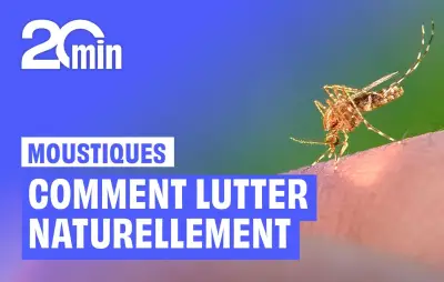 Moustique tigre : les chauves-souris et mésanges, alliées naturelles pour lutter contre l'invasion