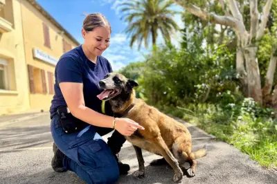 Mystic, chien policier à la retraite, adopté par la Ville de Cannes