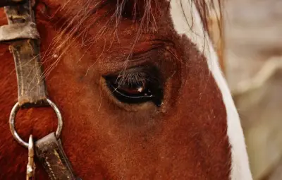New York : un cheval de calèche meurt dans Central Park, le débat relancé