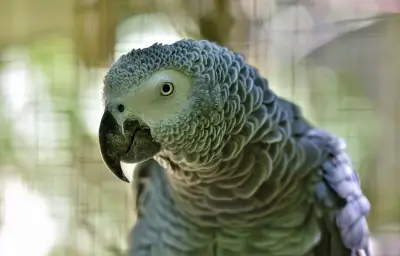 Perroquet disparu en Moselle : une famille lance un appel à l'aide