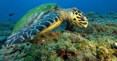 Pékin accuse des espions utilisant des tortues et poissons en mer