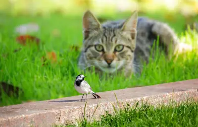 Pourquoi les chats et les orques manipulent leurs proies