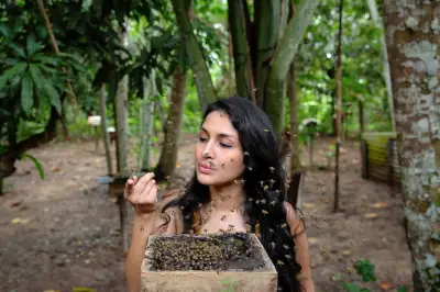 Premier insecte à obtenir des droits juridiques : le destin de l'abeille sans dard
