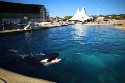 Sauvons les orques Wikie et Keijo : un appel pour leur transfert en sanctuaire