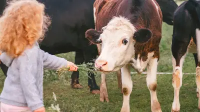 Shigellose : 15 enfants infectés dans une ferme pédagogique en Paca