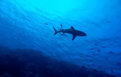 Un drone utilisé pour sauver un surfeur d'un requin en Californie