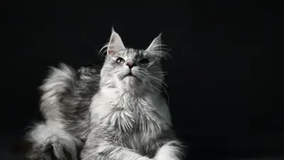 Un Maine coon fait fuir des cambrioleurs près d'Angers